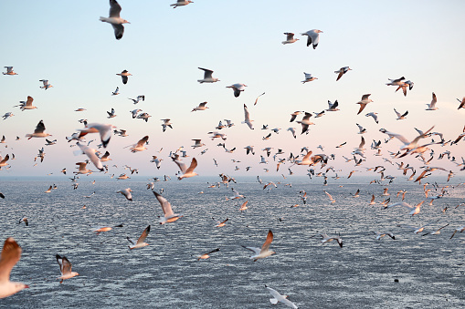 Hundreds of seagulls flying in the sky at sunset.