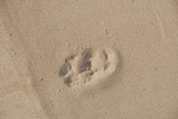 istock Traces in the sand - Mediterranean - Spain 686142440