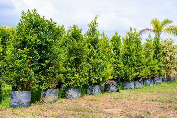 istock Outdoor garden shop and sky cloud 686143470