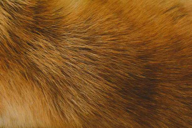 istock Close-Up dog hair light brown abstract 686143806