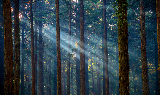 Misty forest with sunlight