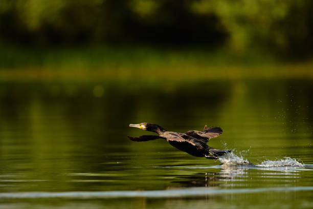 istock cormorant flying over the lake 686153384