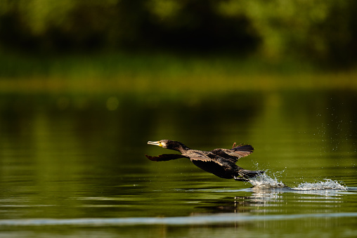 side view of cormorant in Danube area flying over the water in summer day.