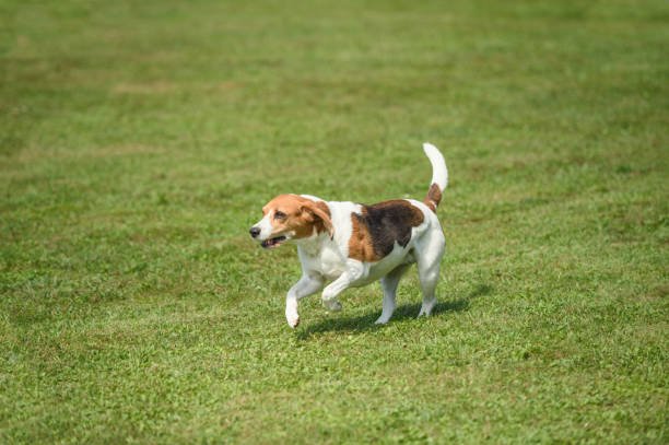 istock Russell Terrier in the park 686153422