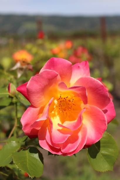 istock Pink Rose, Napa Valley, CA 686153590