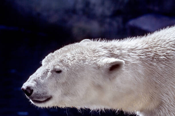 istock animal muzzle of a large polar bear predator 686156428