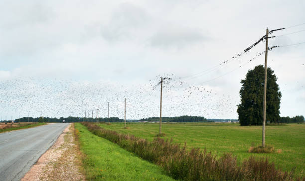 istock Birds above road and field. 686156452