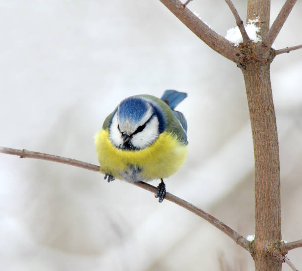 istock The blue tit sits on a branch 686159526
