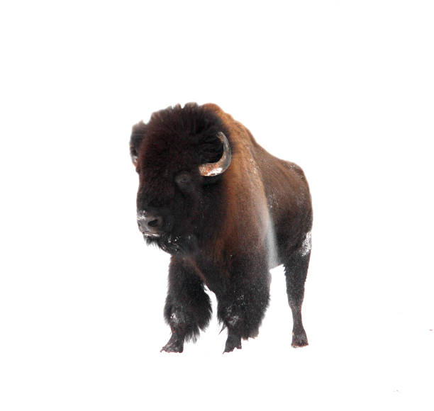 istock The bison standing on a white background 686159560