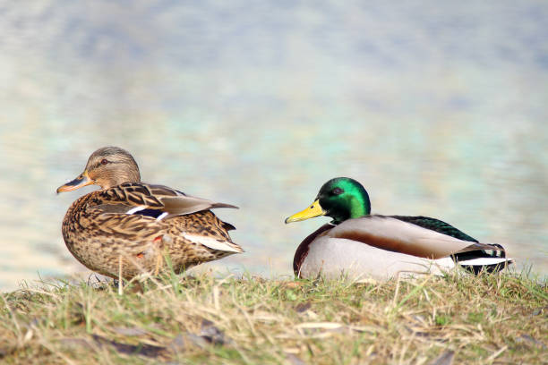 istock Married couple of wild ducks 686159612