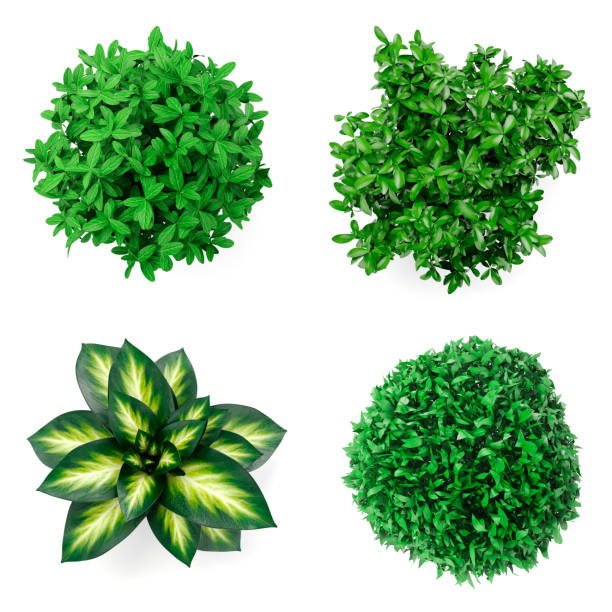 istock 3d set of home plants on white background-top view 686161184