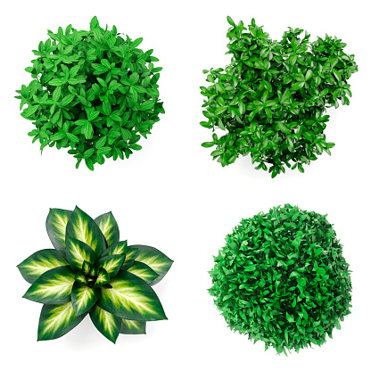 3d set of home plants on white background-top view