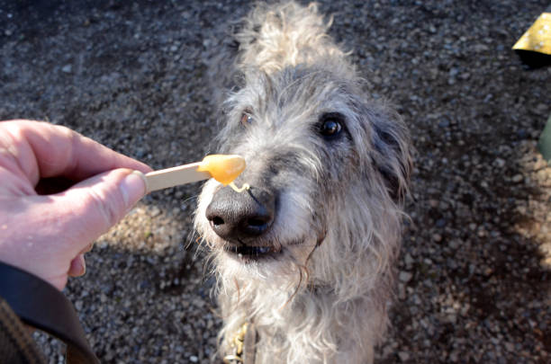 deerhound lécher miel - sight hound photos et images de collection