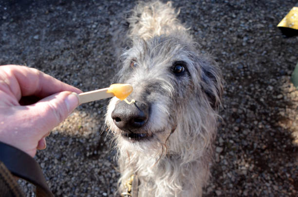 deerhound licking honey - sight hound imagens e fotografias de stock