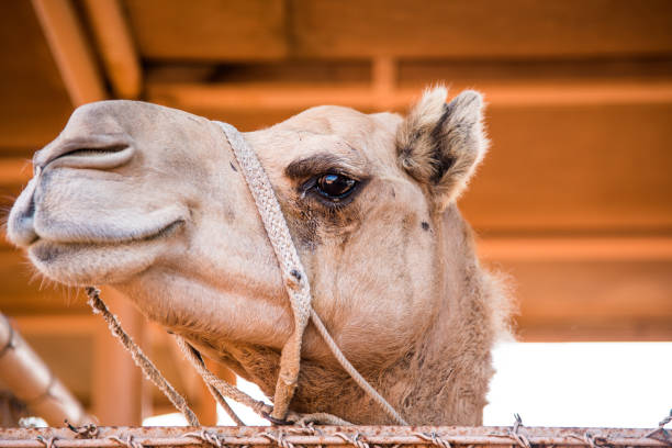 Camel with traditional bedouin saddle in Arabian desert, Egypt