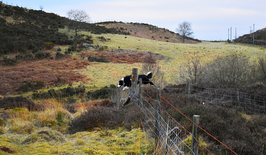 Border collie Jumping over a wire fence