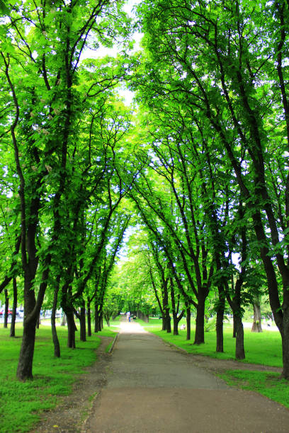 istock Beautiful park with many green trees 686171754