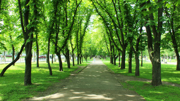 istock Beautiful park with many green trees 686171824