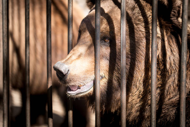 istock Bear behind the metal fence 686174894