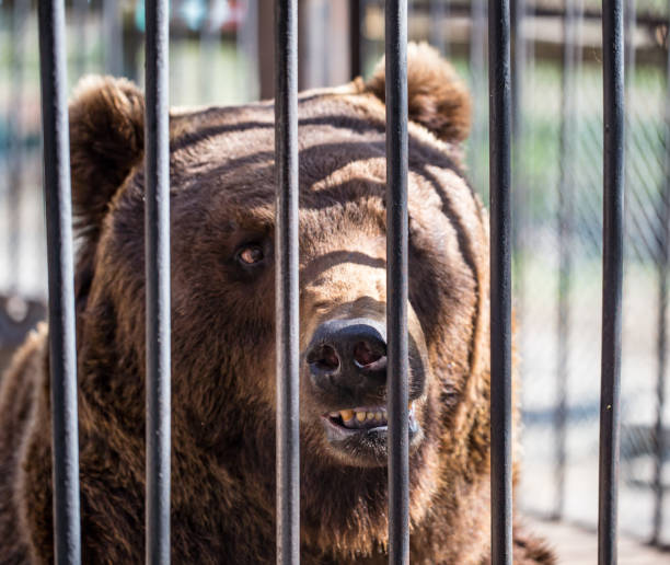 istock Bear behind the metal fence 686175094