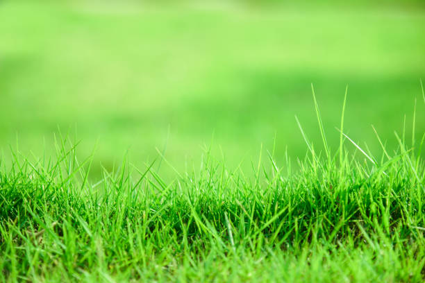 istock Green grass field background.fresh green meadow in summer background 686176068