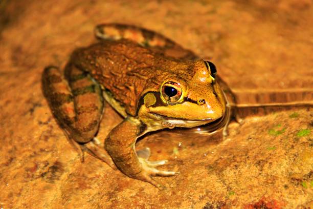 istock A small frog sitting on a rock in the water 686185232