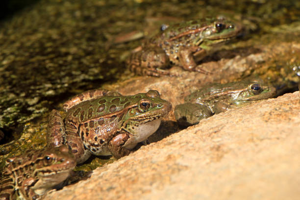 istock Frogs sitting on a rock in a pond 686187378