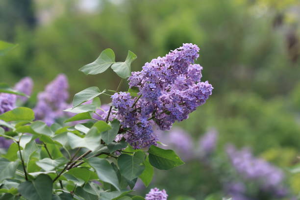 istock Lilac flowers on a bush closeup 686187614