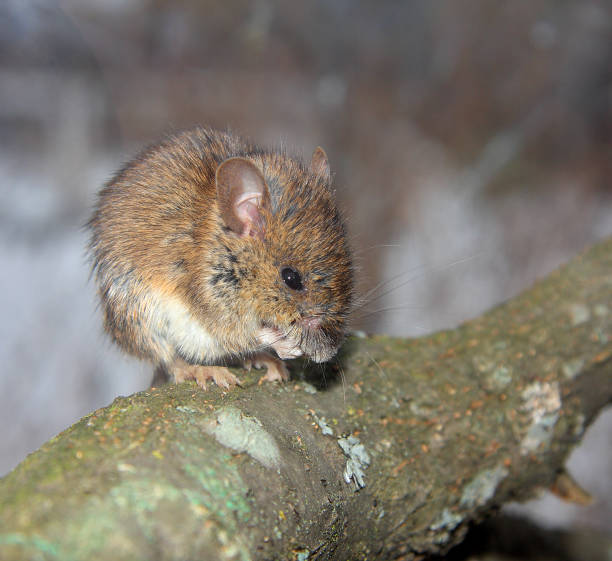 istock The little mouse is basked in the sun 686187688