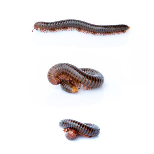 istock Image of a millipede on white background. Reptile Animal. 686188084