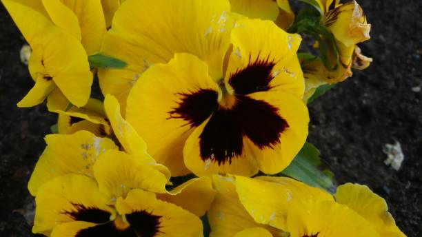 istock Flowers violas with yellow and dark red color 686190536