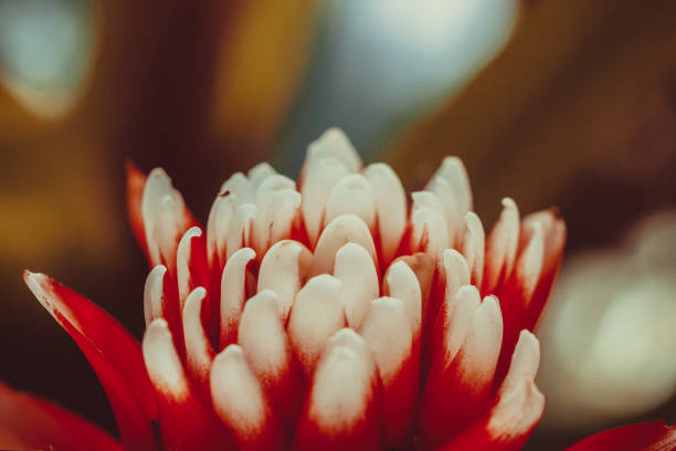 istock flower in greenhouse 686190592