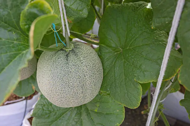 Japanese Melon in greenhouse from Organic Melon farm in Thailand.