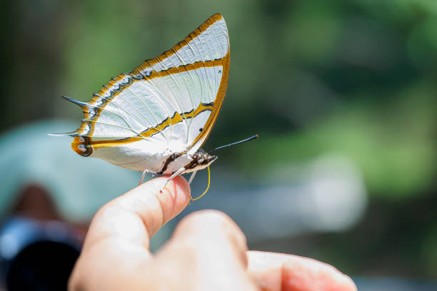 istock Butterfly in Thailand 686191378