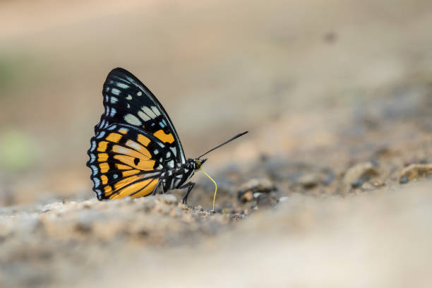 istock Butterfly in Thailand 686191390