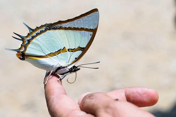istock Butterfly in Thailand 686191412
