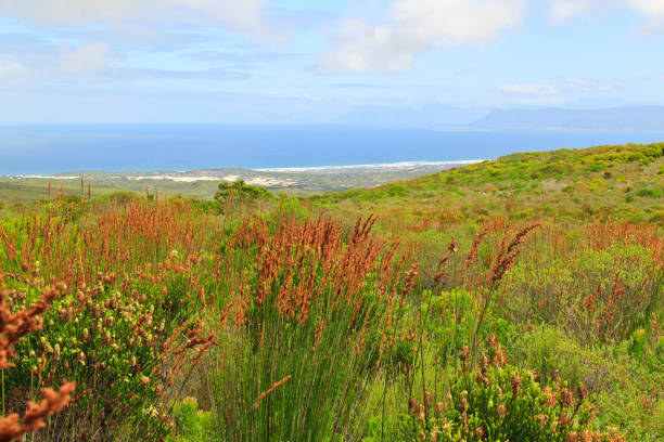 istock Green bushes and plants by the ocean 686191622