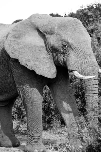 istock Elephants in the wild in Africa 686191798