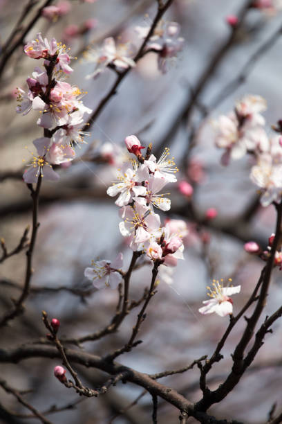 istock Beautiful flowers on apricot tree in spring 686192010