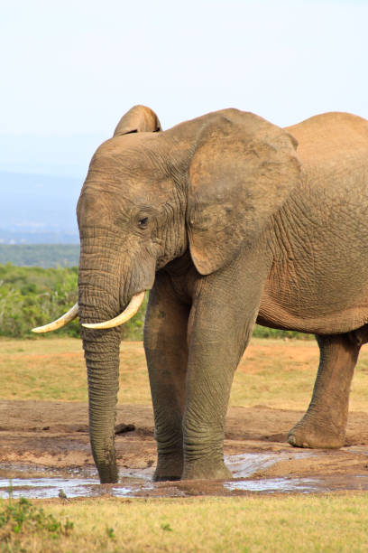 istock Elephants in the wild in Africa 686192044