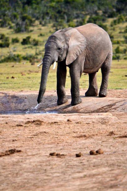 istock Elephants in the wild in Africa 686192292