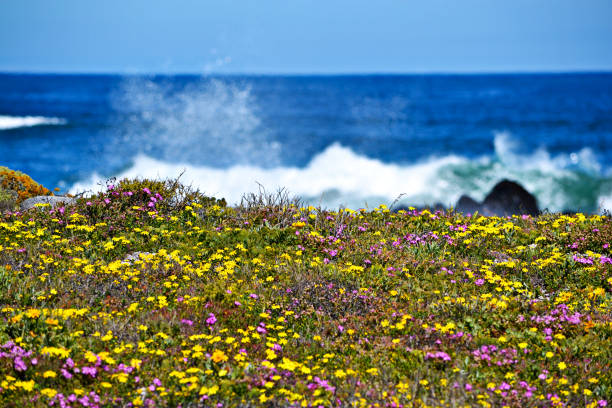 ウェスト コースト国立公園花の季節 - wave breaking ストックフォトと画像