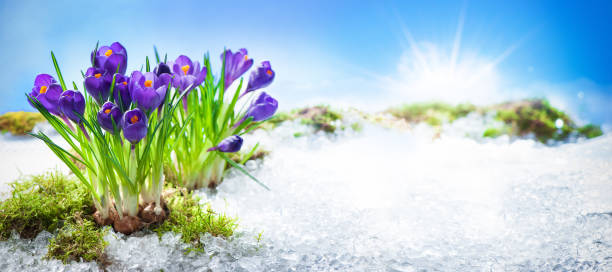 Snow falling on tulip flowers. Mixed color tulips under spring snow in april. Abnormal weather and snow