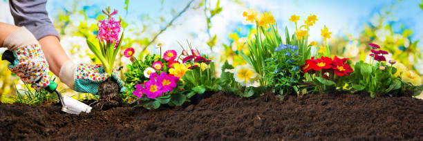 Planting flowers in a garden Planting flowers in sunny garden flowering plant stock pictures, royalty-free photos & images