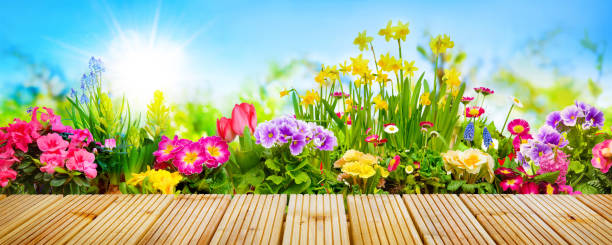Flowers In Garden Stock Photo Download Image Now Flower,