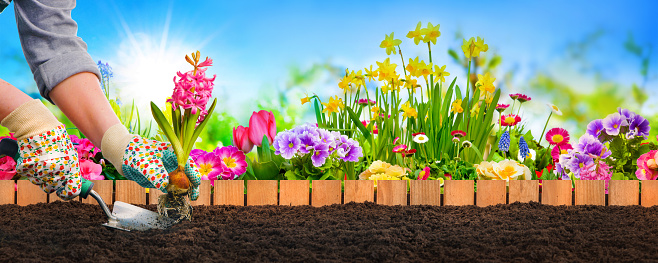 Planting flowers in sunny garden