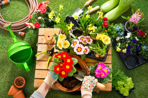 istock Potting flowers in the garden 686199678