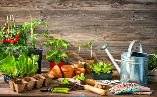 Planting seedlings in greenhouse Planting seedlings in greenhouse in spring salad fruit lettuce spring stock pictures, royalty-free photos & images