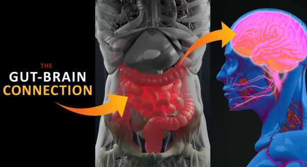Gut-Brain Connection Gut-Brain Connection
