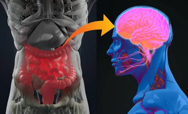 Photo of Gut-brain connection or gut brain axis. Concept art showing a connection from the gut to the brain. 3d illustration.